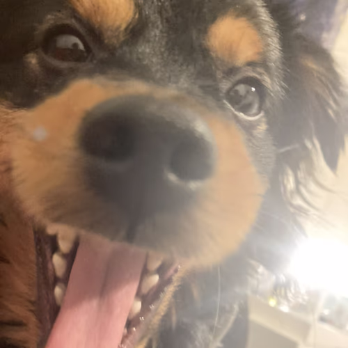 Arm, Hammer, Pet Dental Care 香港 Arm, Hammer, Pet Dental Care 香港