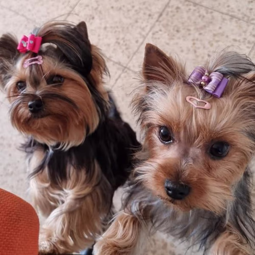 Arm, Hammer, Pet Dental Care 香港 Arm, Hammer, Pet Dental Care 香港