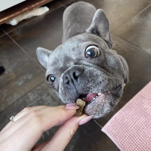 Pet Naturals 狗狗用超級食物零食,花生醬,100 多種零食,7.4 盎司(210 克) 香港 Pet Naturals 狗狗用超級食物零食,花生醬,100 多種零食,7.4 盎司(210 克) 香港
