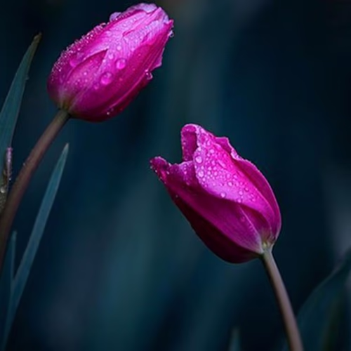 藥茶 - 花草茶