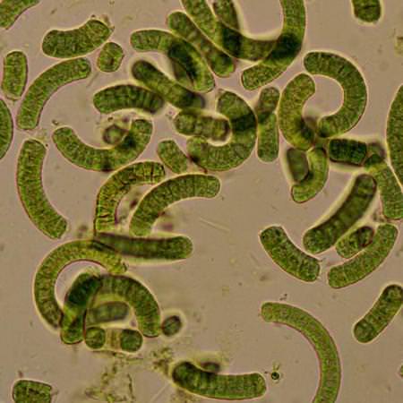 Spirulina, Algae